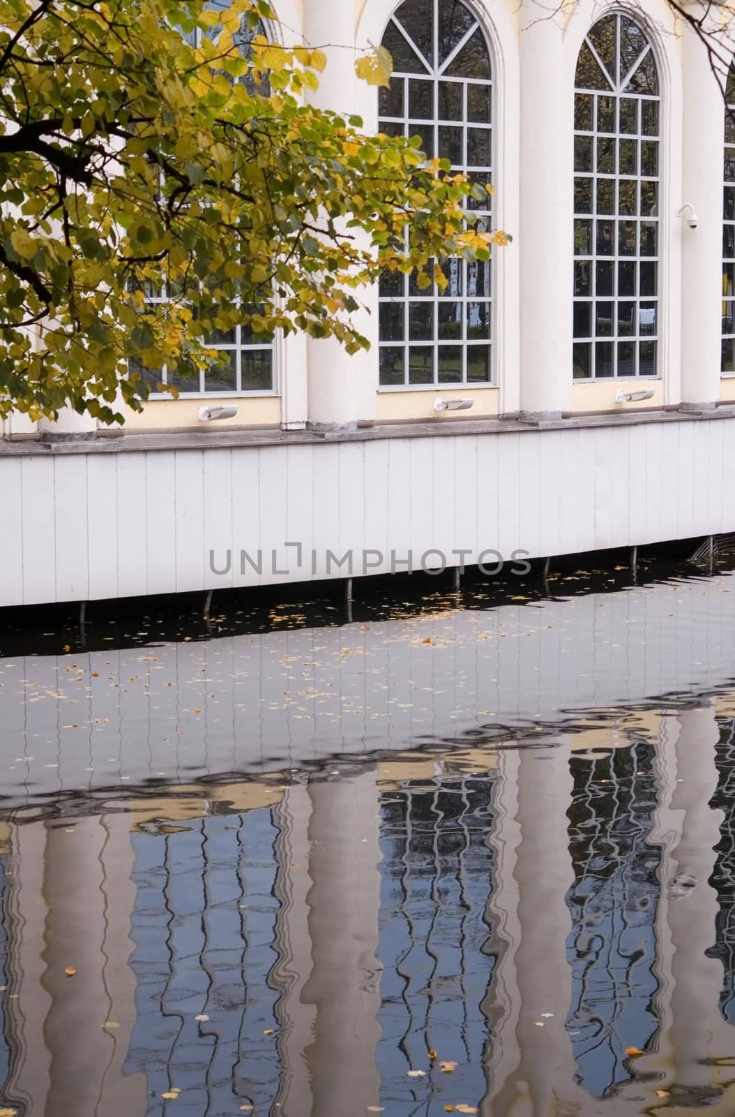 Reflection in pond water, autumn, yellow leaves