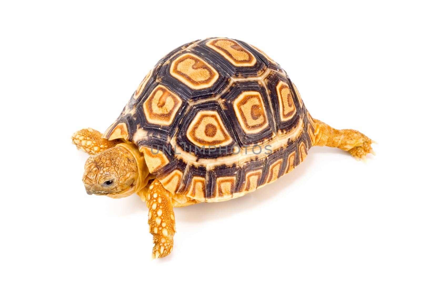 a young tortoise - Geochelone Pardalis - on the white background - close up