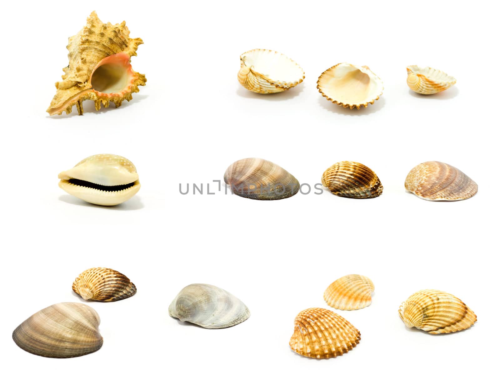 Set of seashells by ursolv