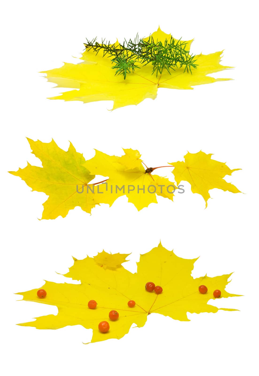 Set of maple leaves