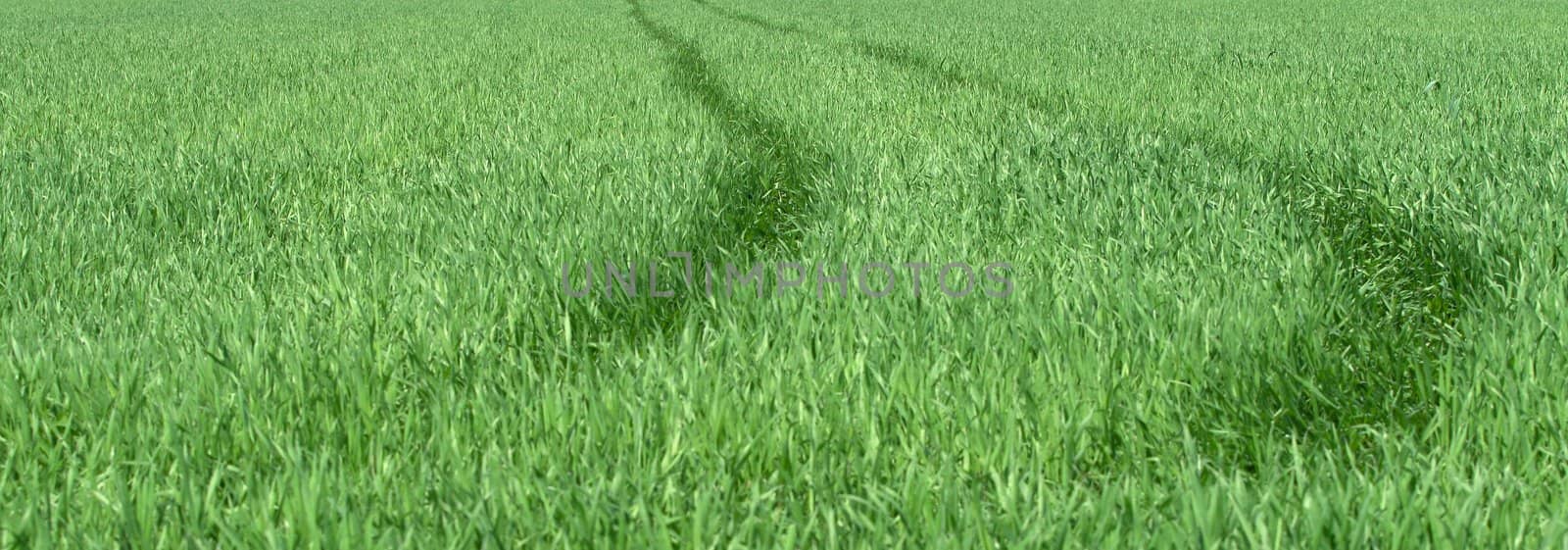road in grass by zeber