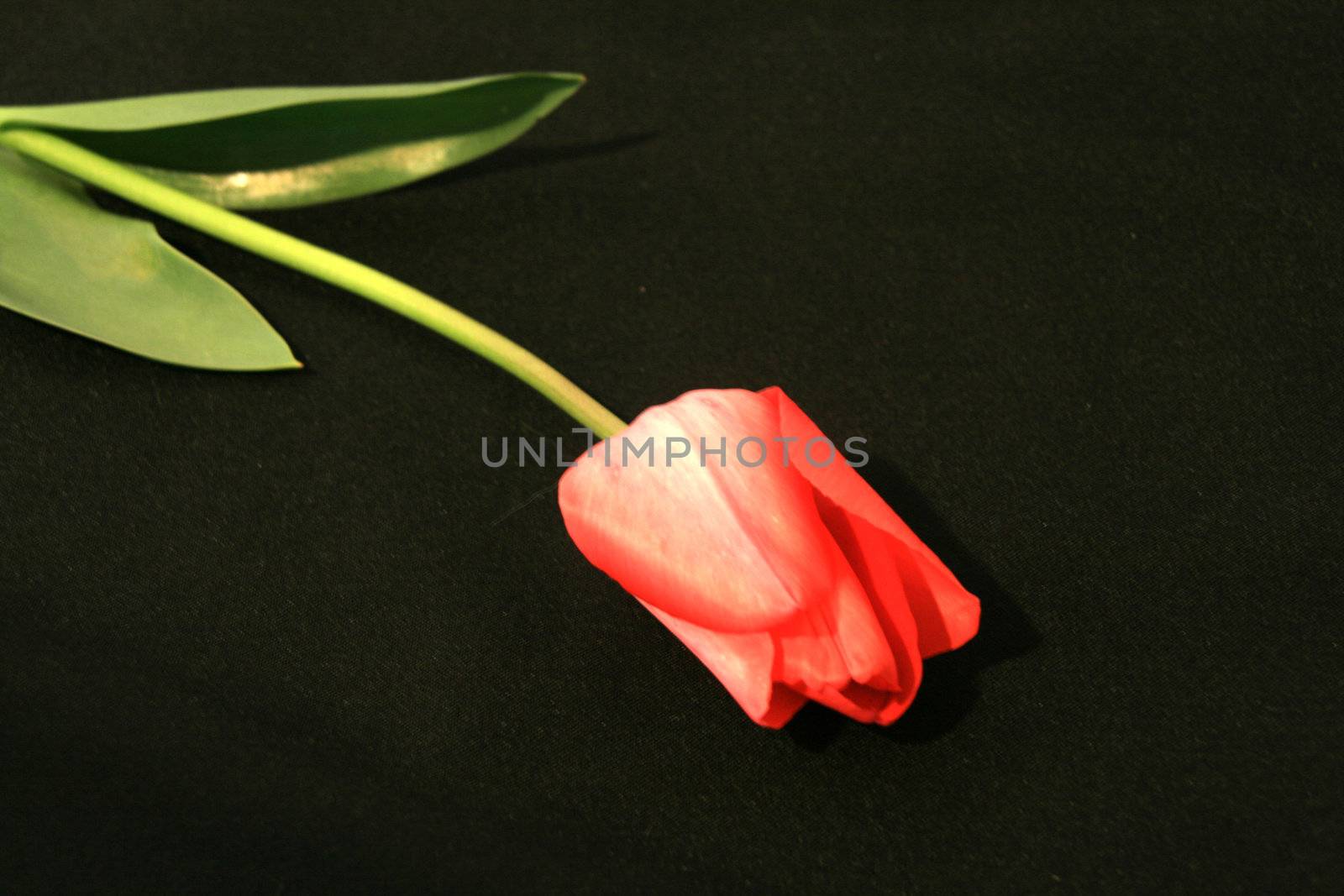 tulips flowers of the spring