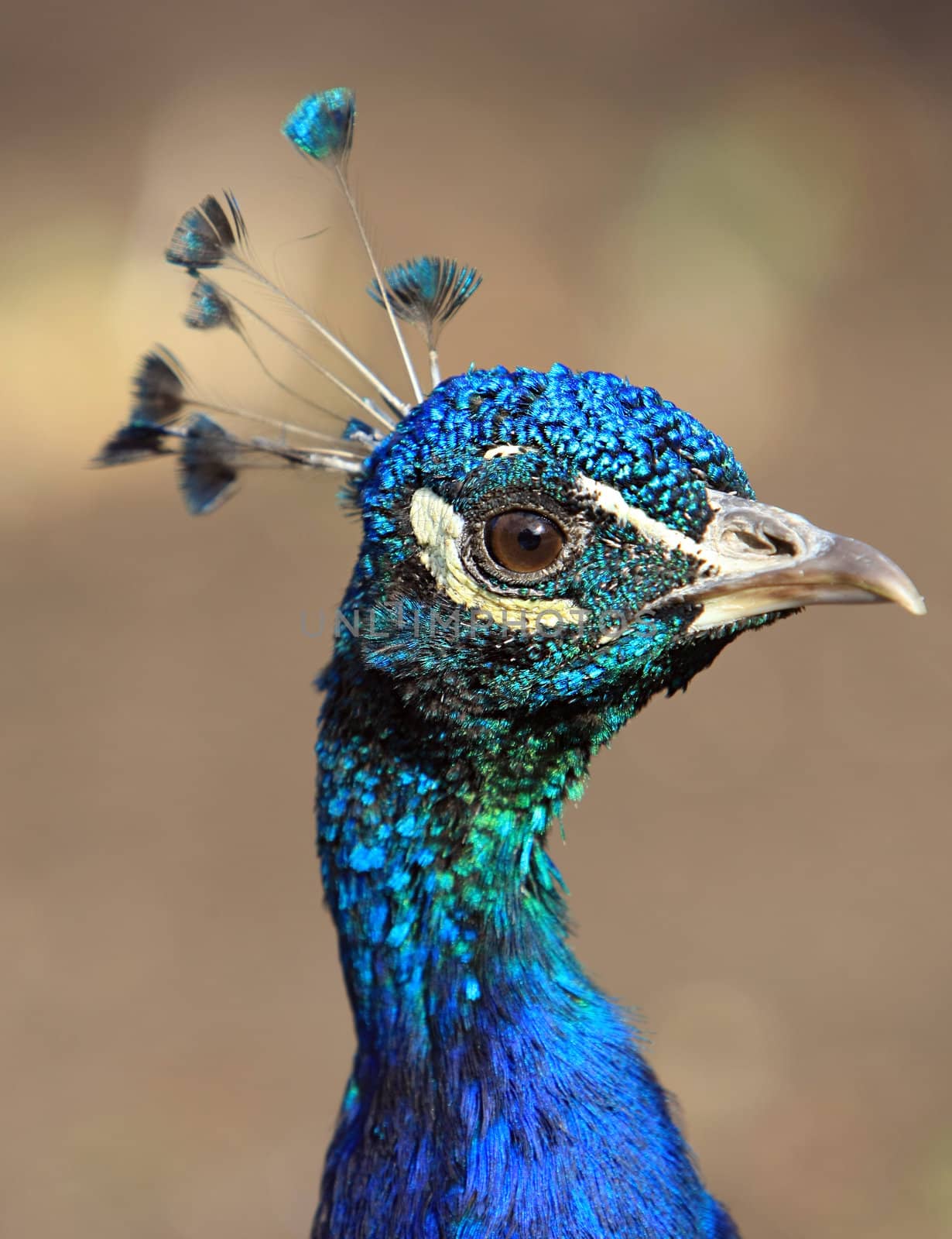 Male peacock. Ascania-Nova. Ukraine