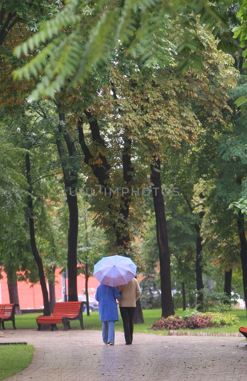 couple under umbrela walk in autumn park