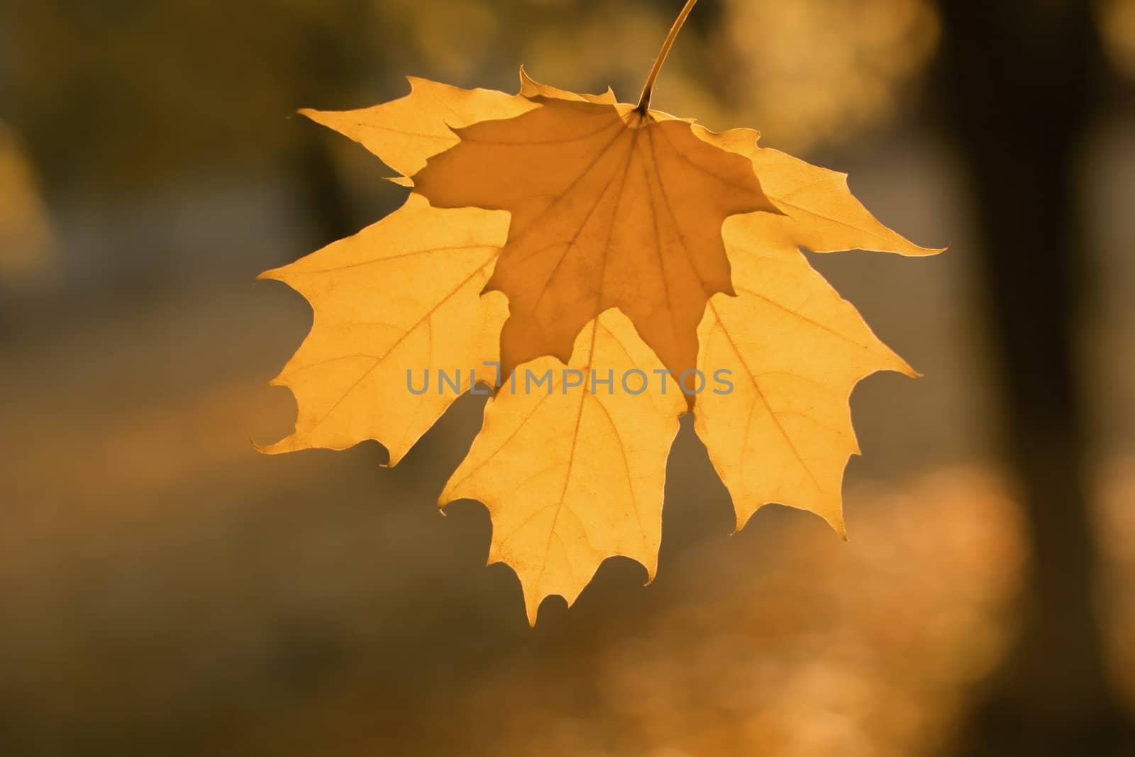 Yellow leaf stuck with a small leaf on the background of the forest.