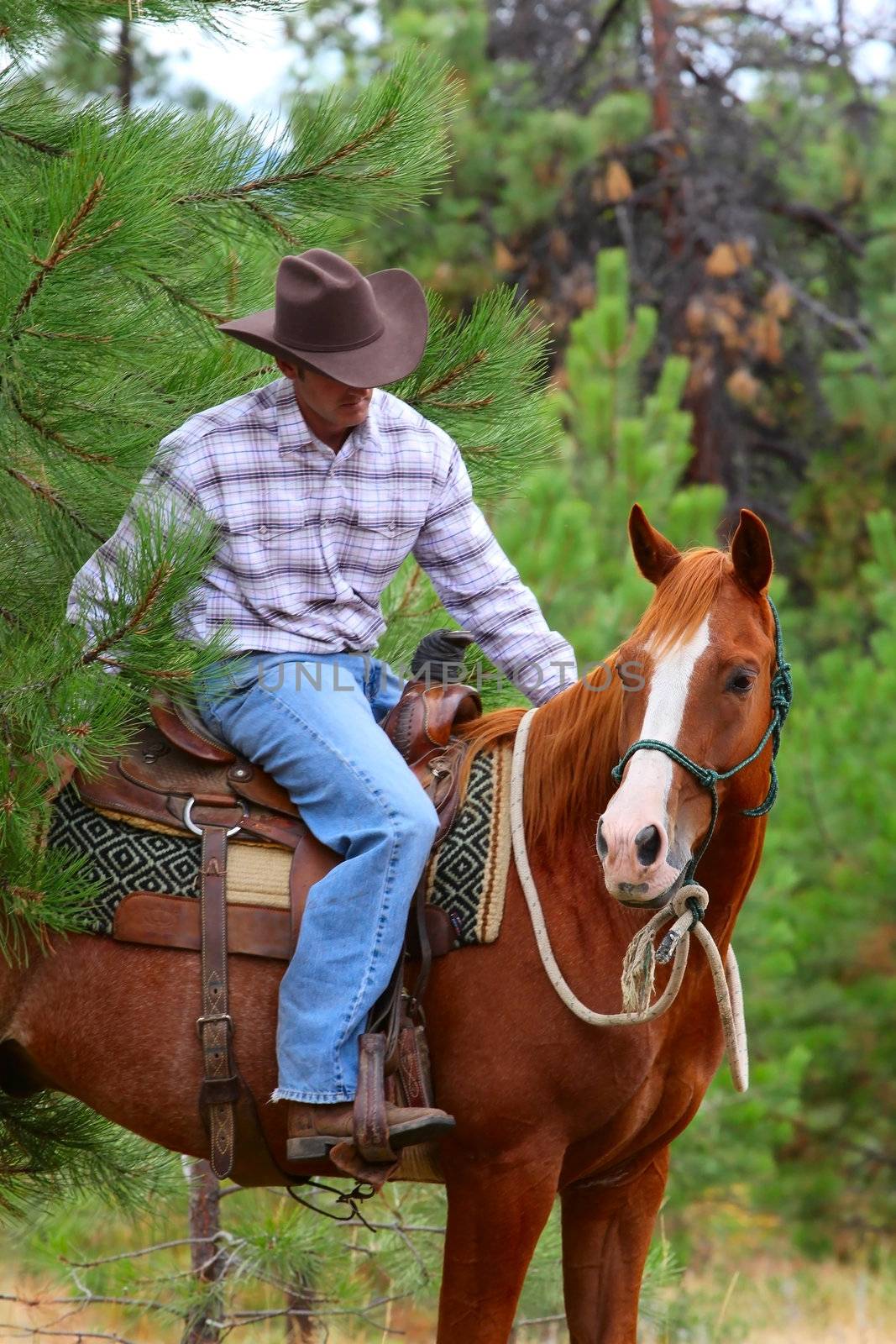 Cowboy working his horse in the field