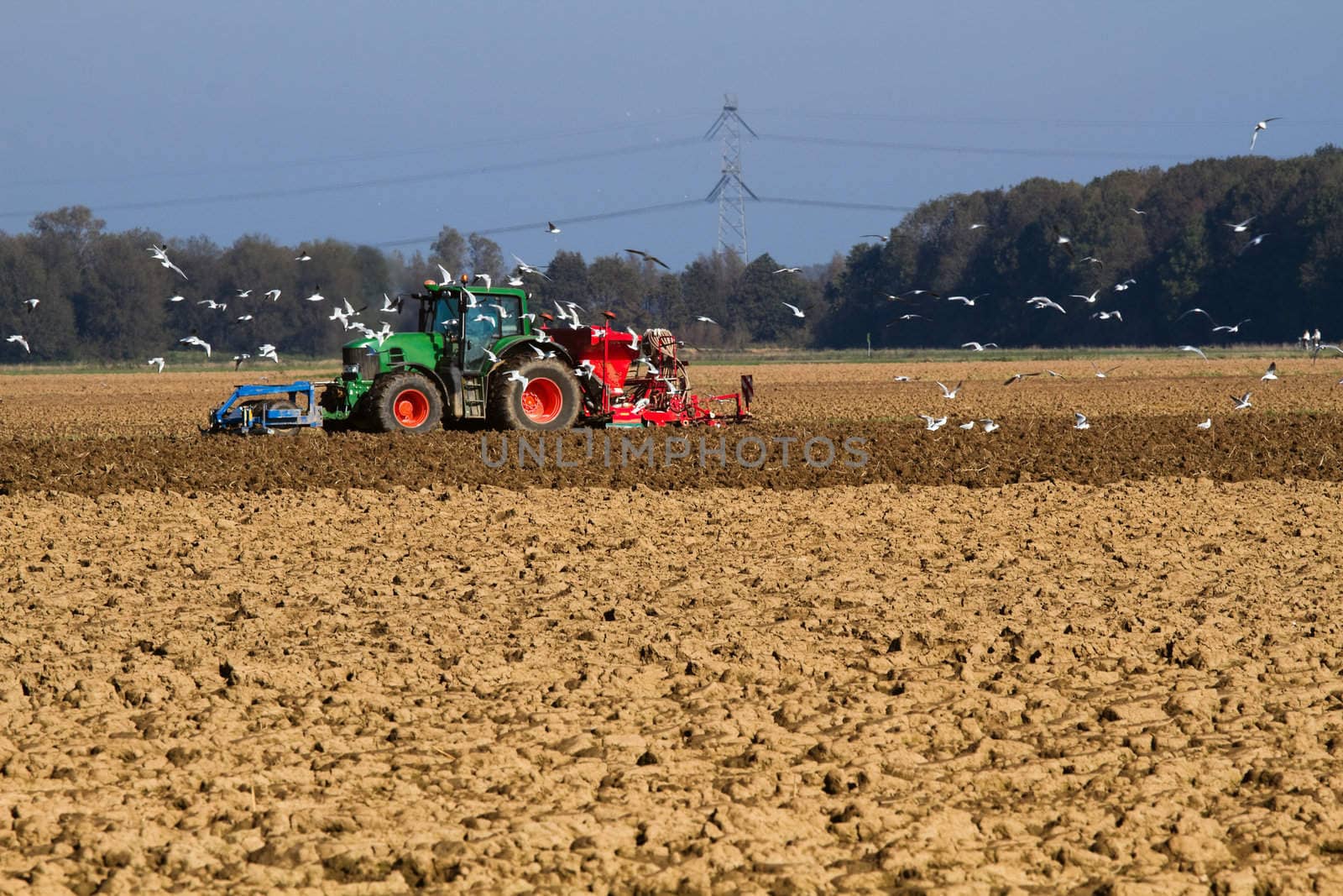 Tractor sowing the field with swarm of birds searching for food