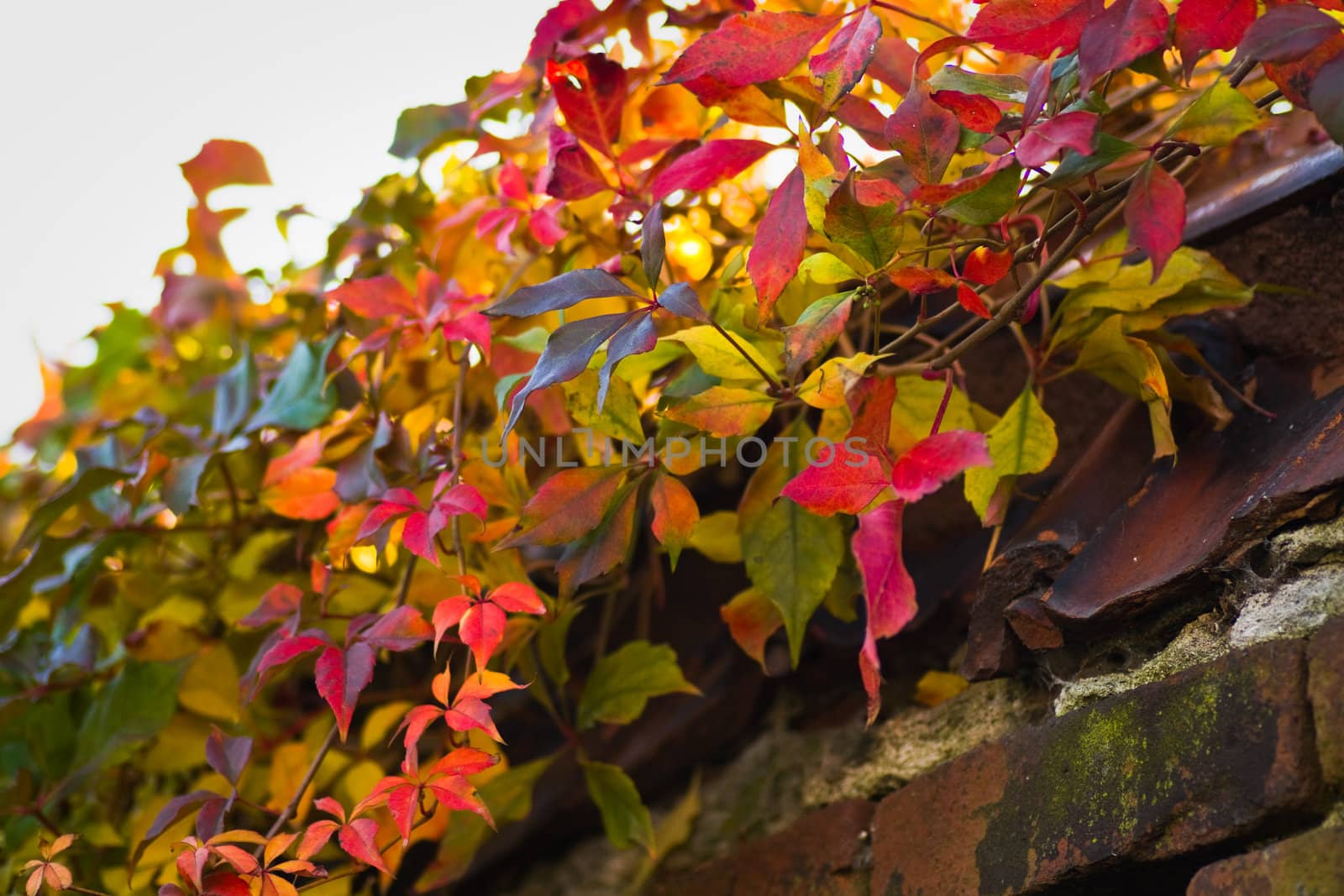 Colorful Virginian creeper hanging over brickwall in autumn