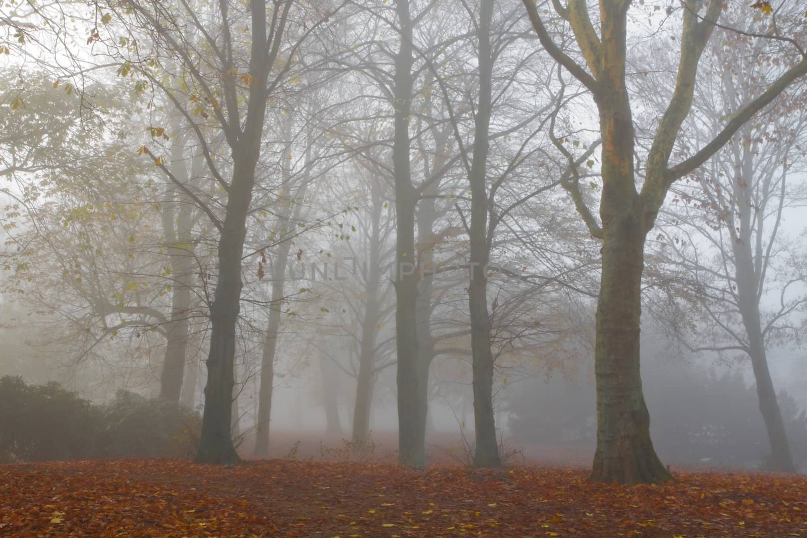 Mist in fall - Trees in dense fog on cold November day