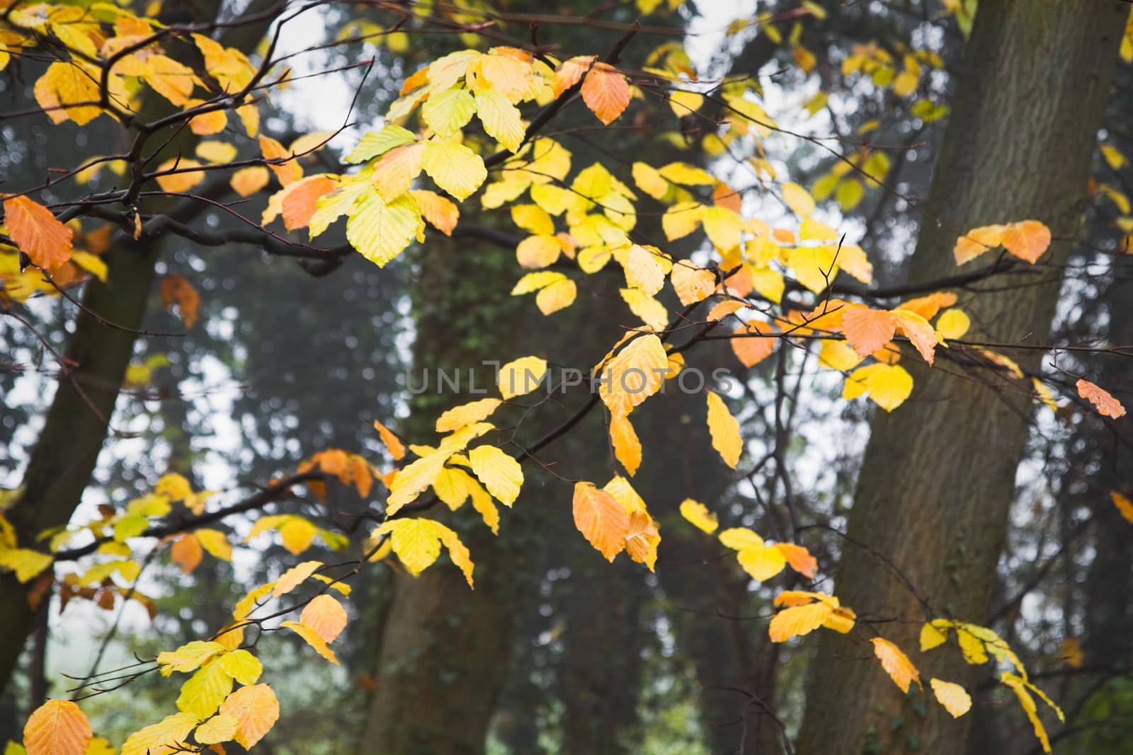 Yellow leaves on beechtrees in autumn by Colette