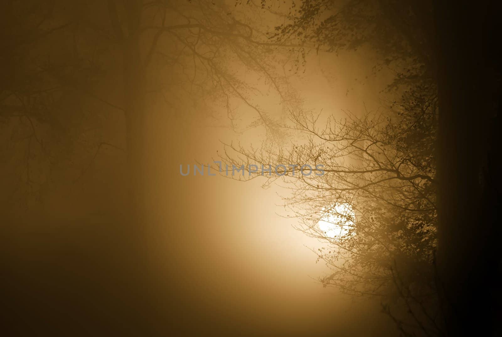 Misty atmosphere in the forest early in the morning,