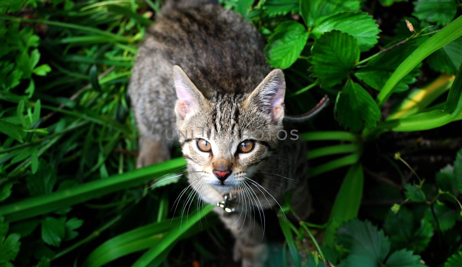 young cat in the grass