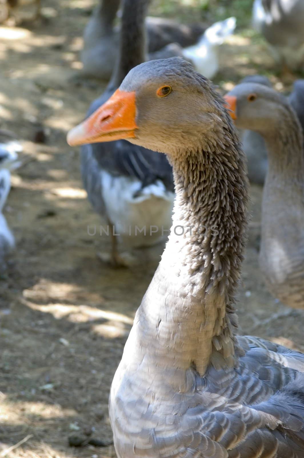 goose breeding in France in the area of Perigord