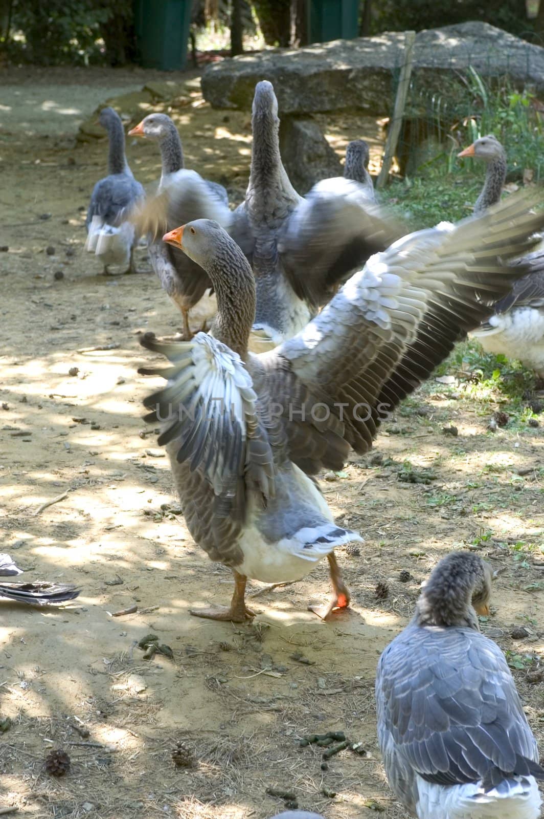 goose breeding in France in the area of Perigord