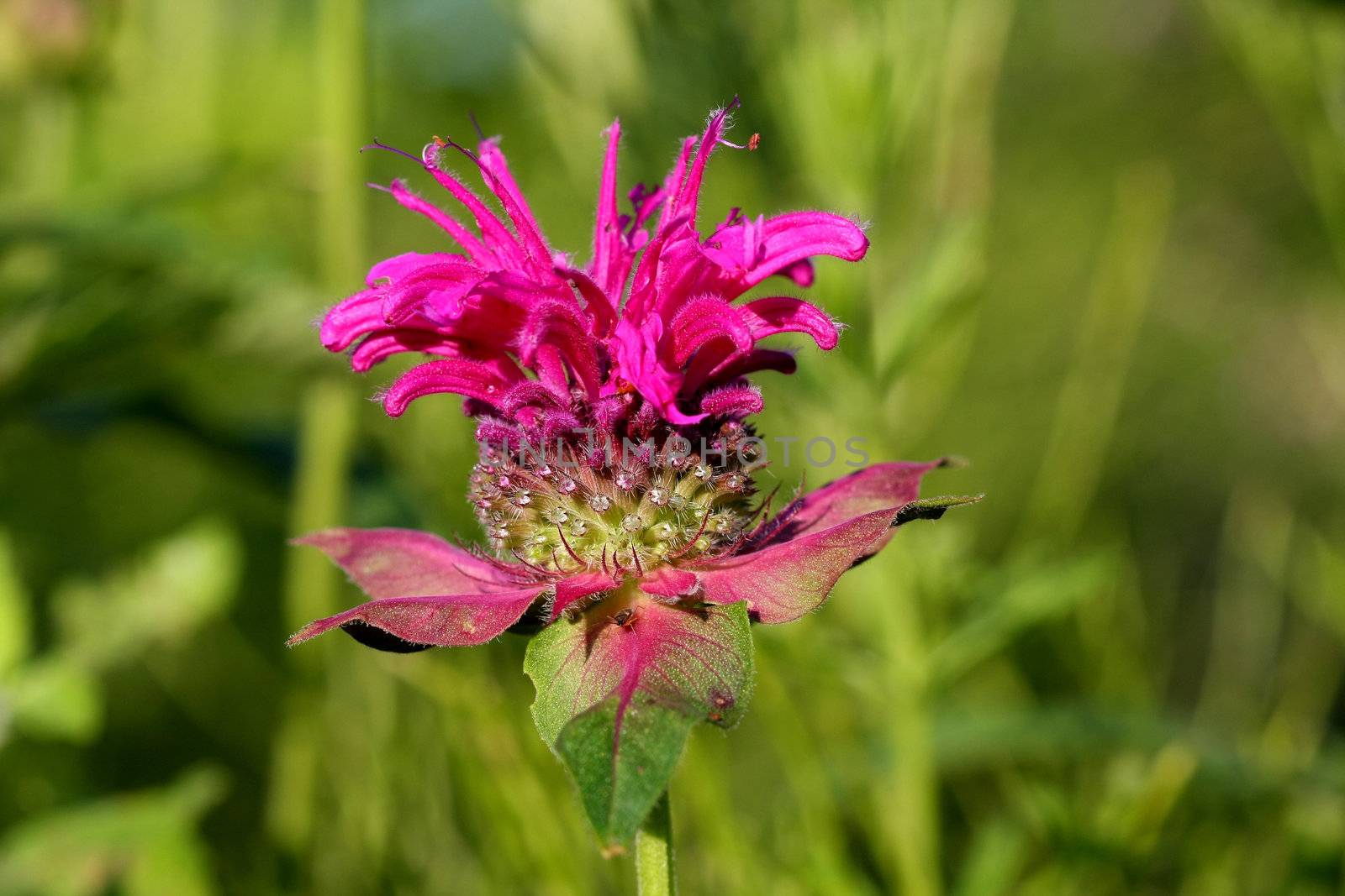 Bergamot Flower Monarda didyma in morning sun