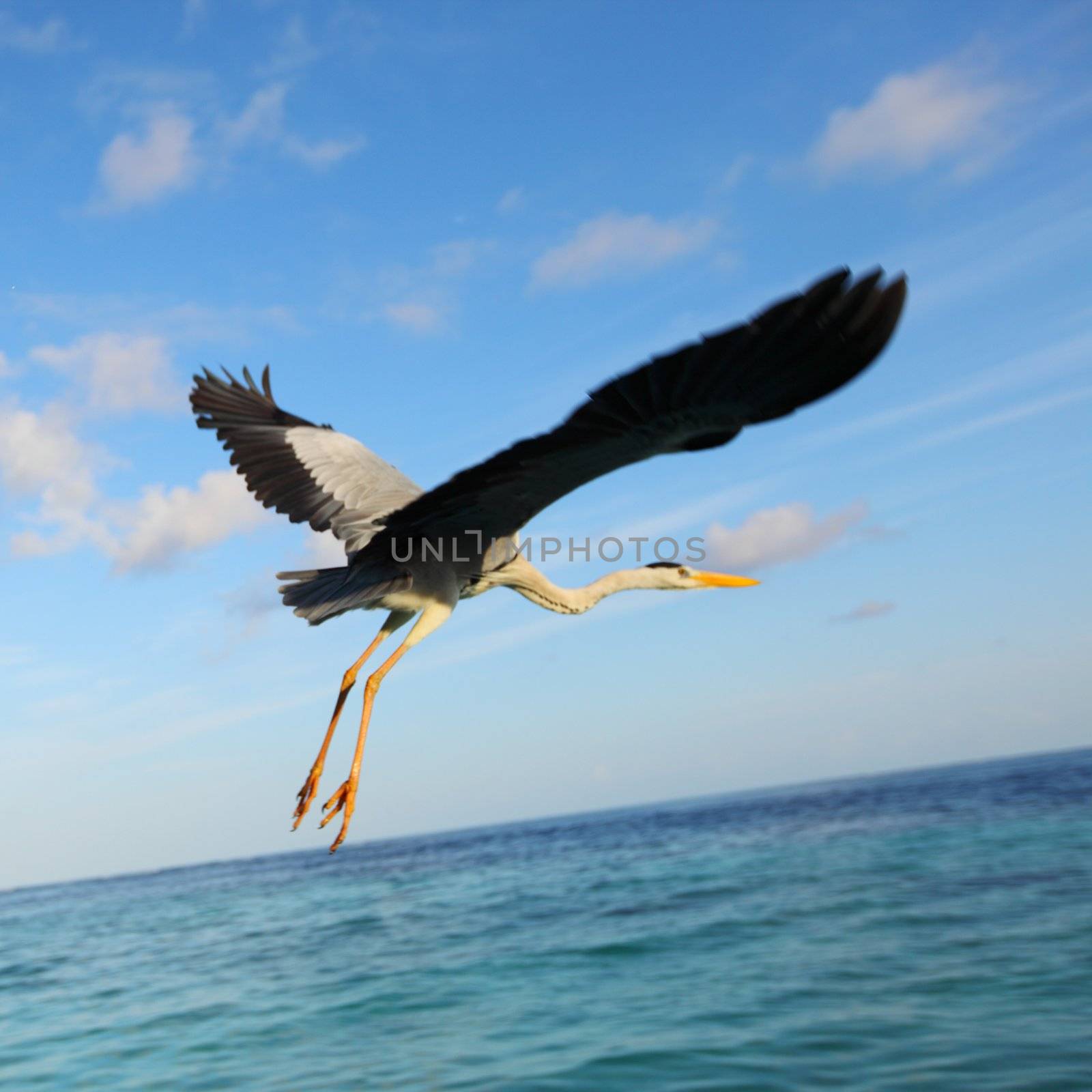 Stork on the ocean by Yellowj