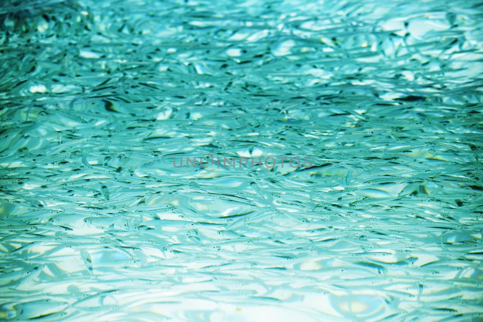 many small fish in the clear water of the ocean