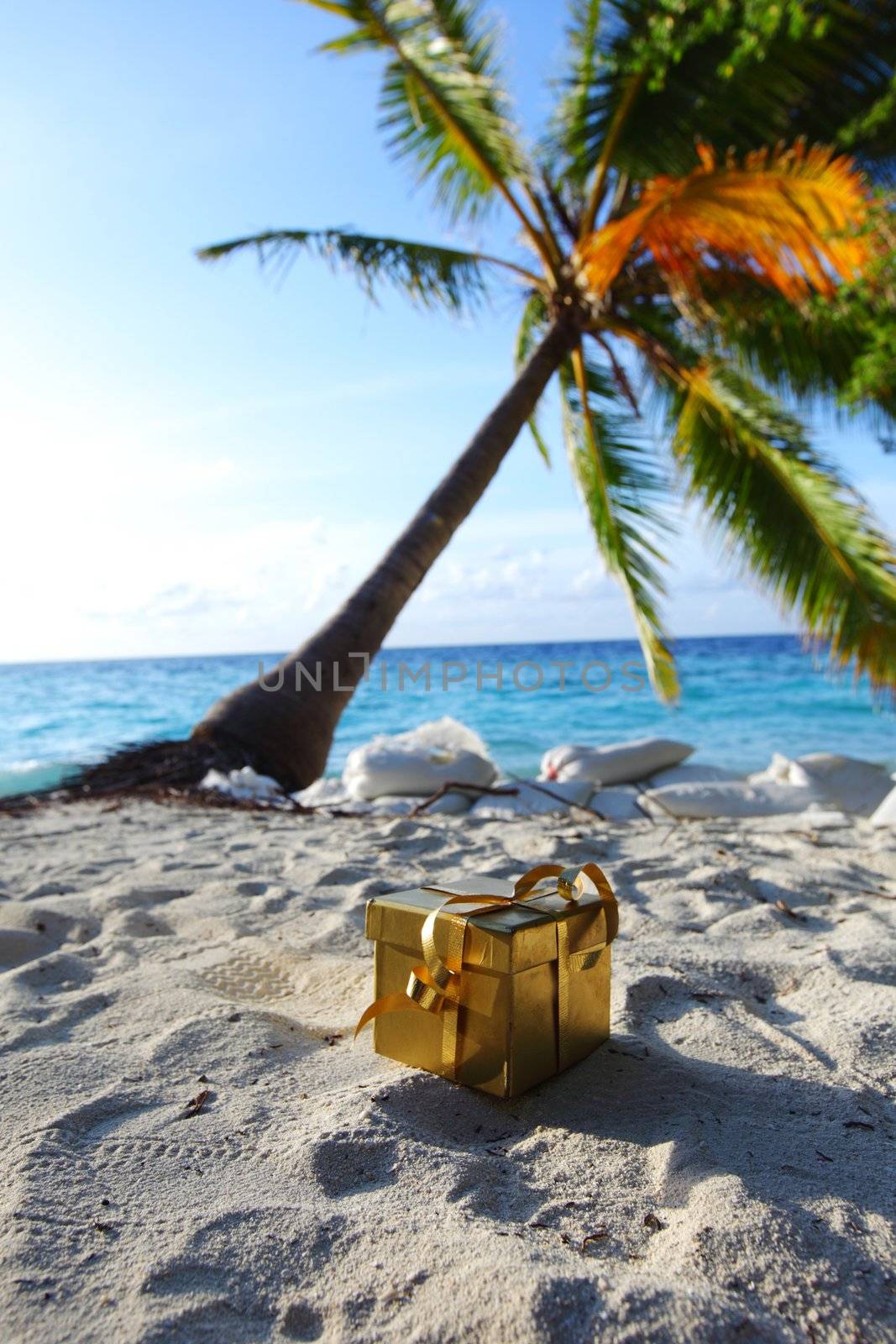 golden gift on ocean beach under palm