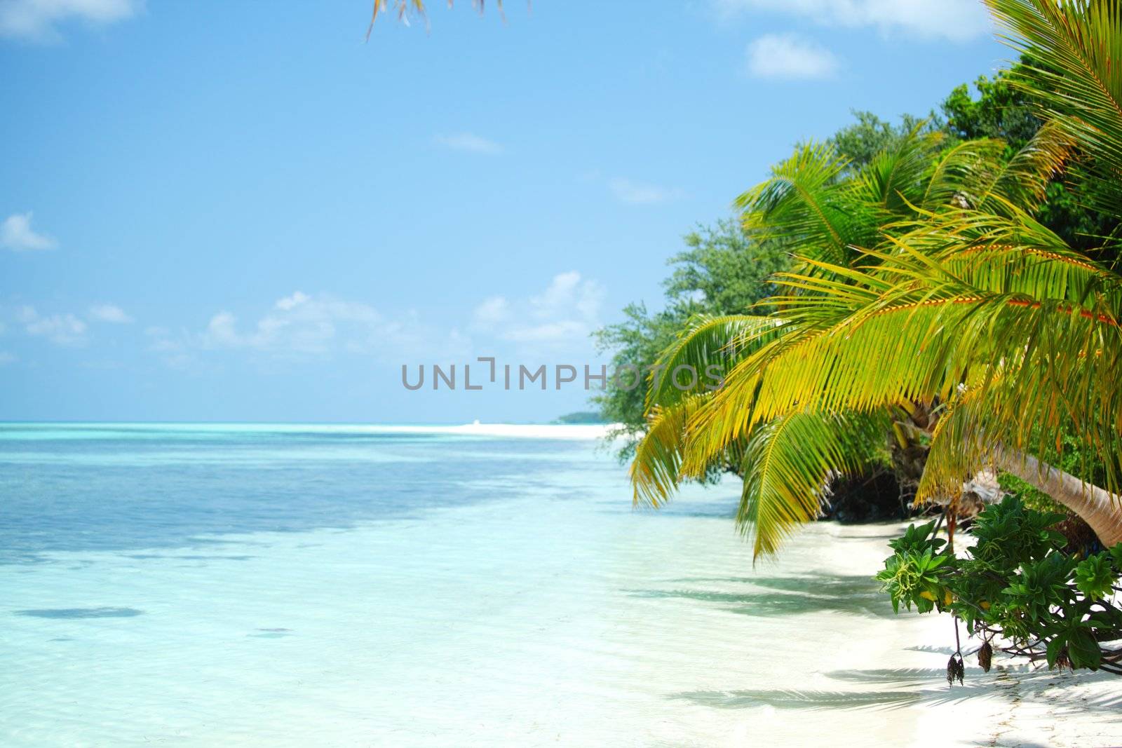 woman in a bikini on a background of palm trees