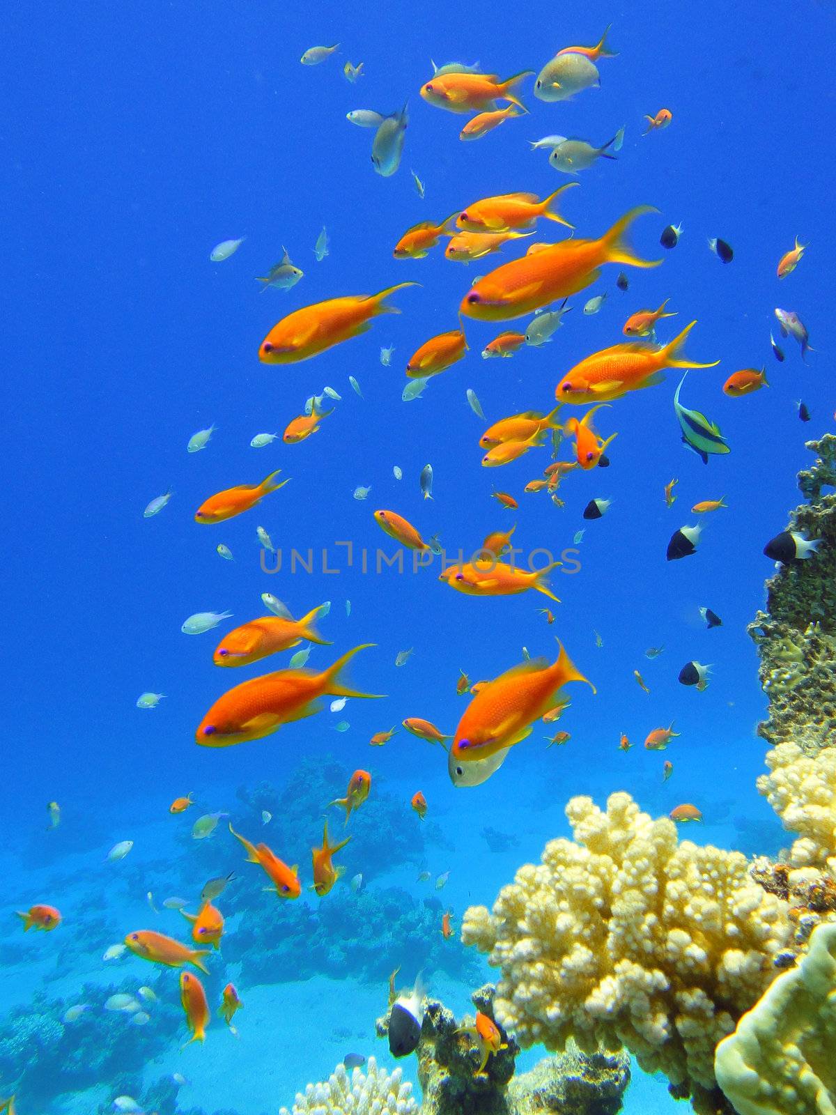 Red fishes in Red sea by georg777