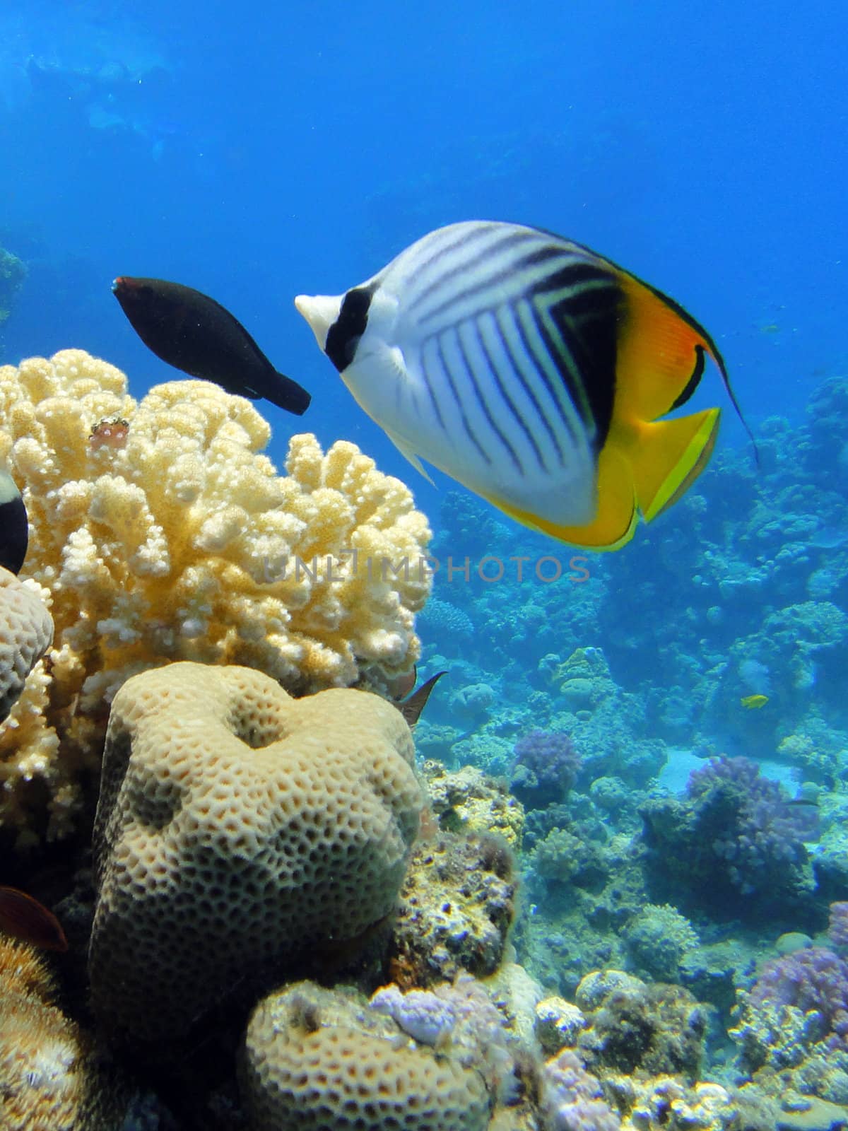 Butterfly fish in Red sea, Sharm El Sheikh, Egypt