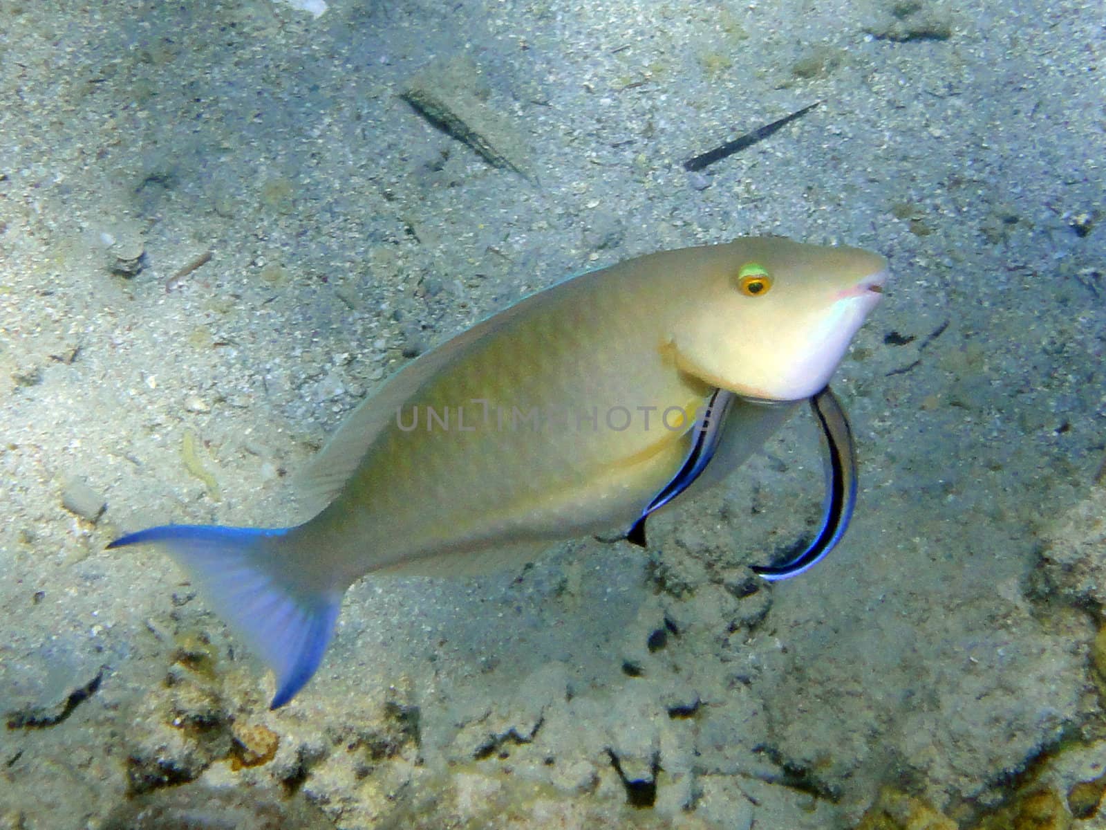 Operate fish cleahers in Red sea, Sharm El Sheikh, Egypt