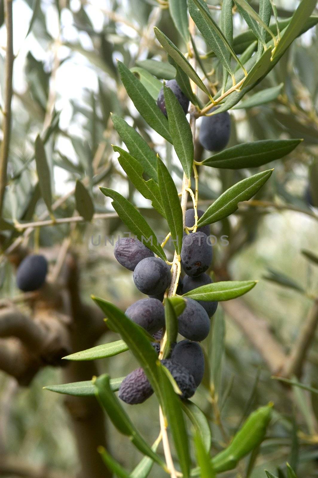 fields of olive-trees in France in the department of Gard