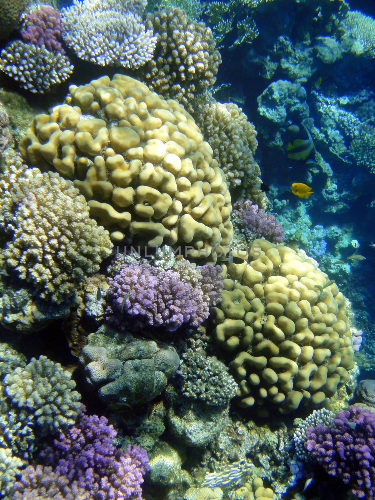 Coral garden in Red sea, Sharm El Sheikh, Egypt