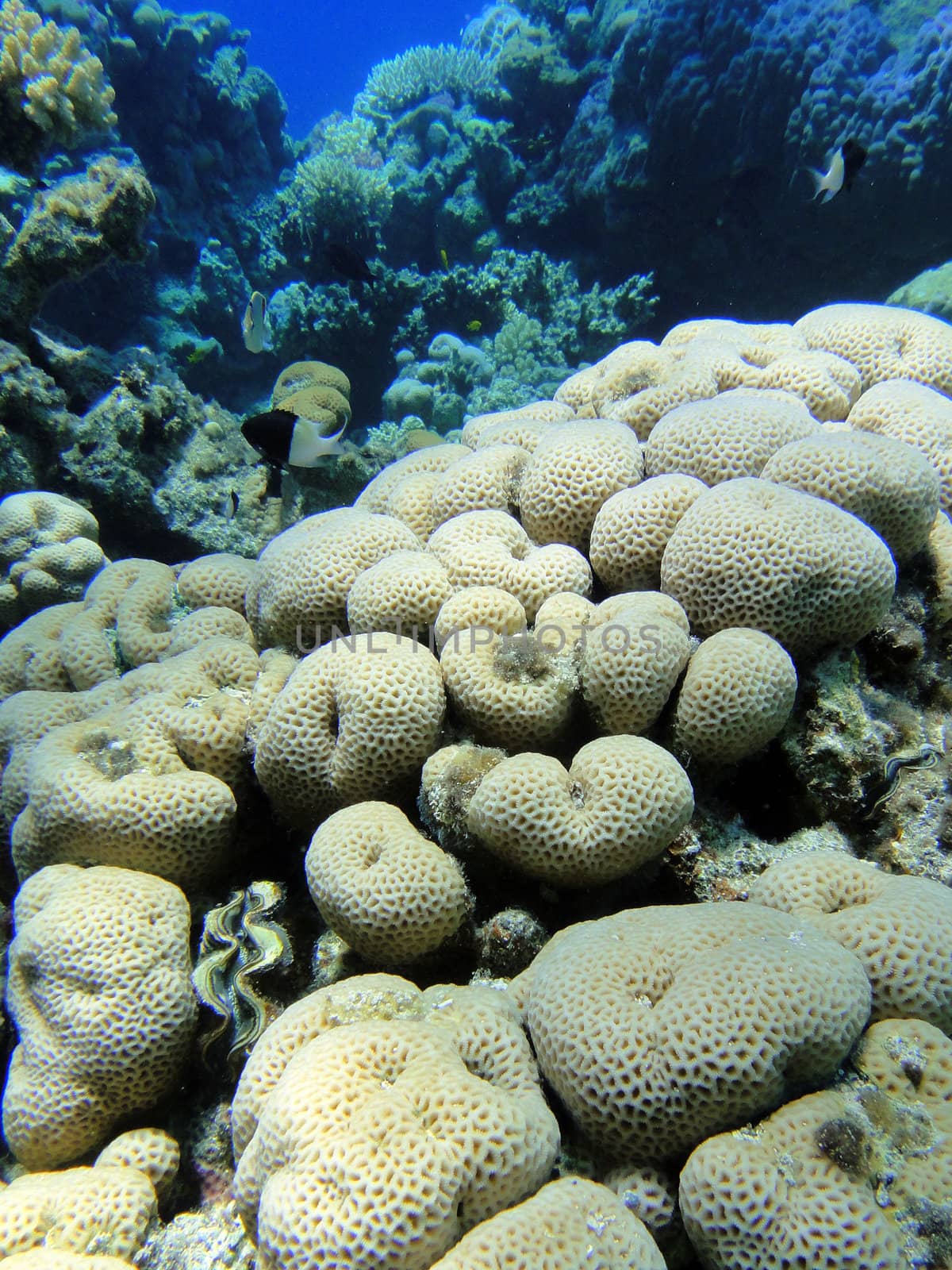 Interest coral in Red sea, Sharm El Sheikh, Egypt