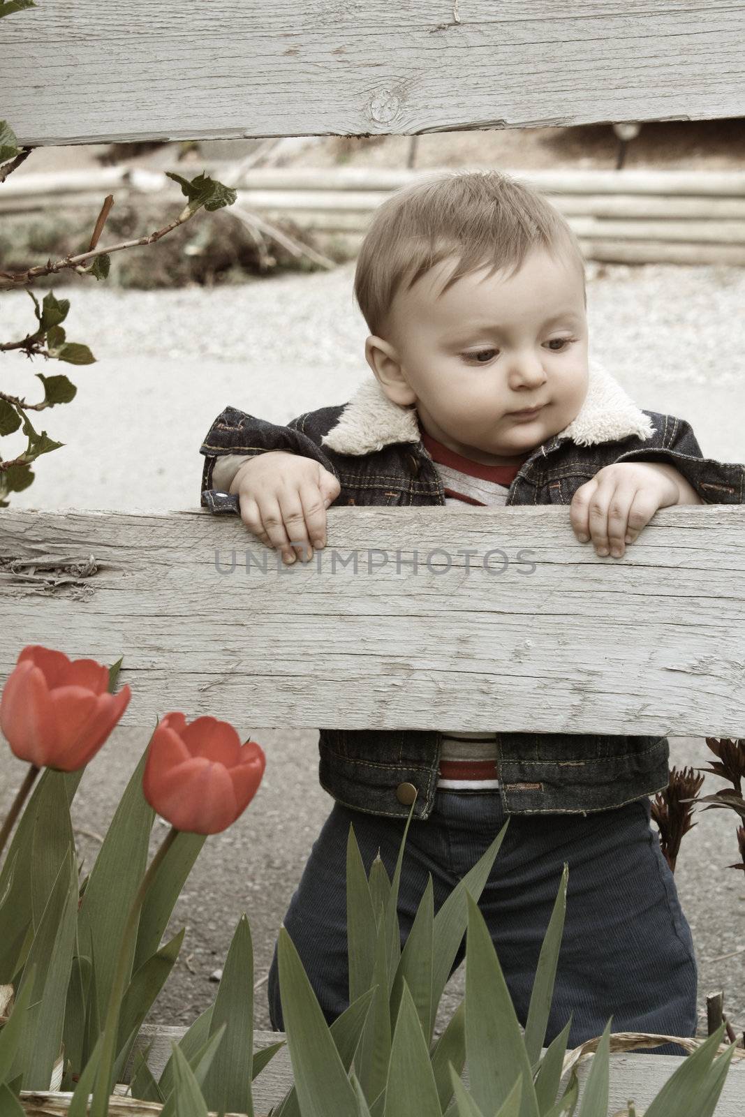Cute baby boy standing in garden with flowers