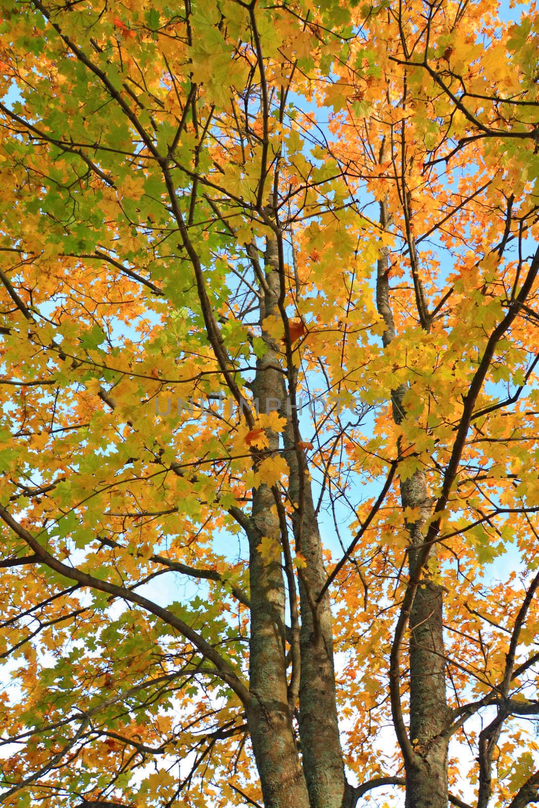 yellow sheet on autumn maple