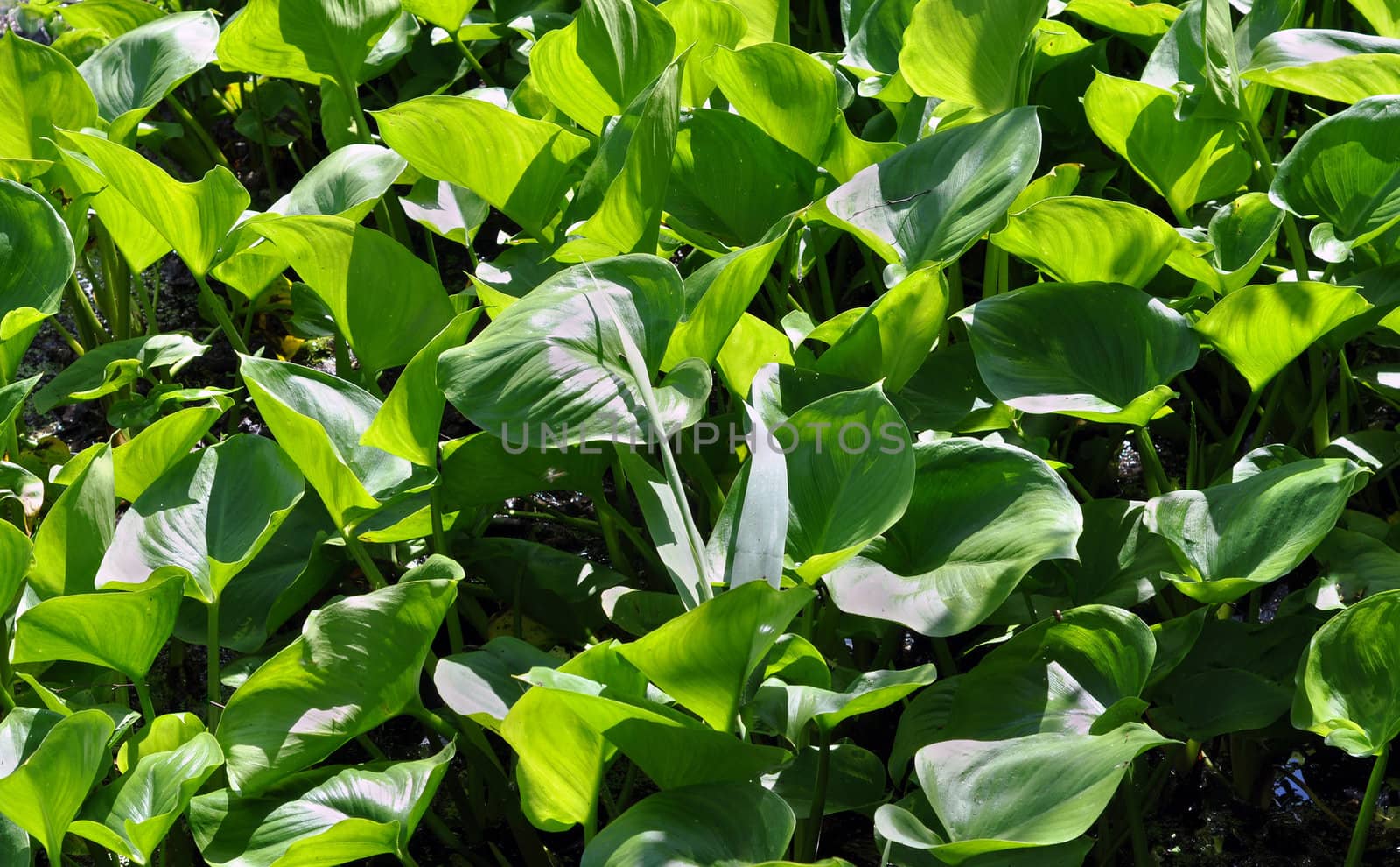 Calla palustris by alexcoolok