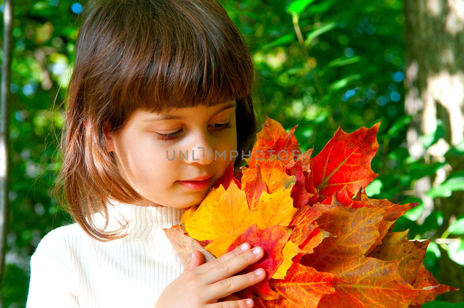 The little girl gathered a beautiful autumn maple leaves and pressed it to yourself