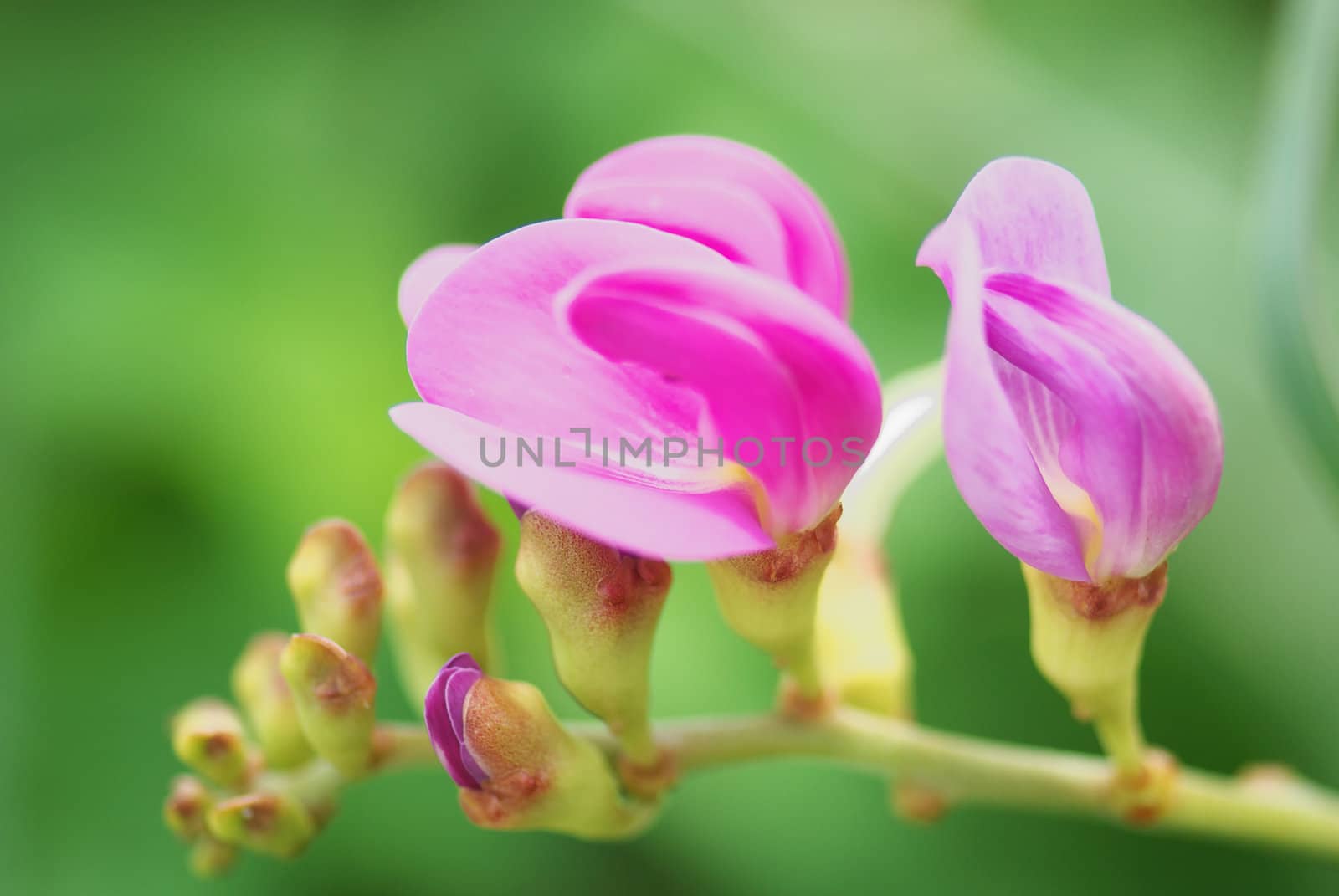 Tropical wild herbaceous vine