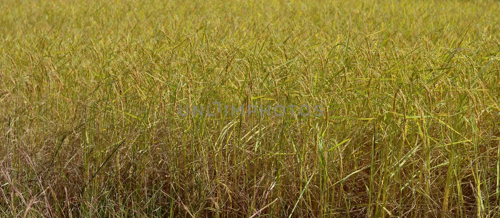 paddy rice in  field ,Thailand