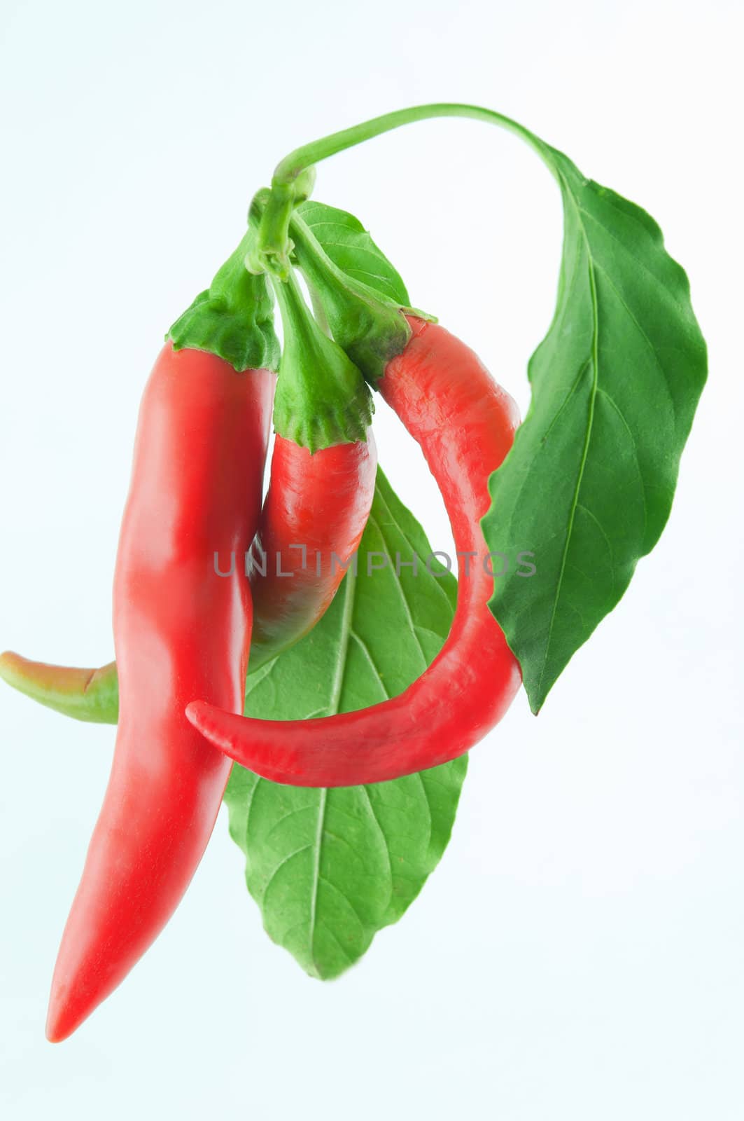 Three red, bitter chili with leaves against a white background