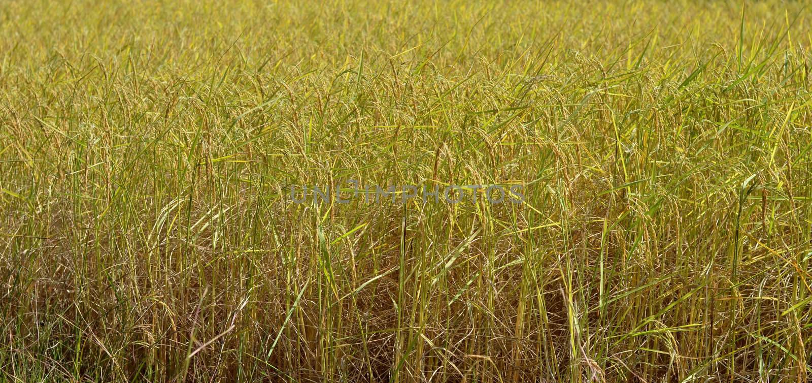 Autumn rice field by rakratchada