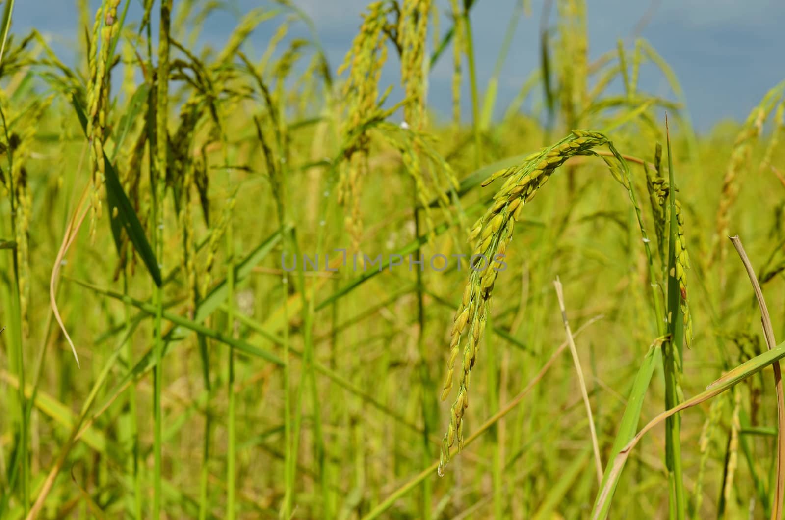 paddy rice in field, Thailand