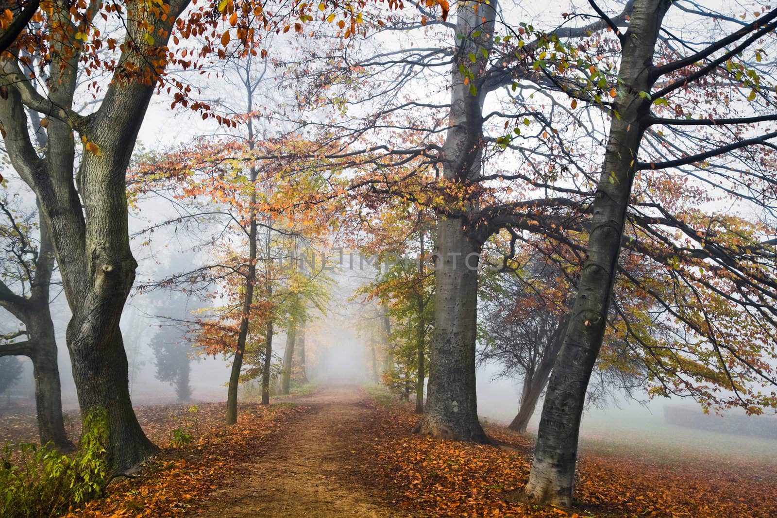 Path with beechtrees in the mist in autumn by Colette