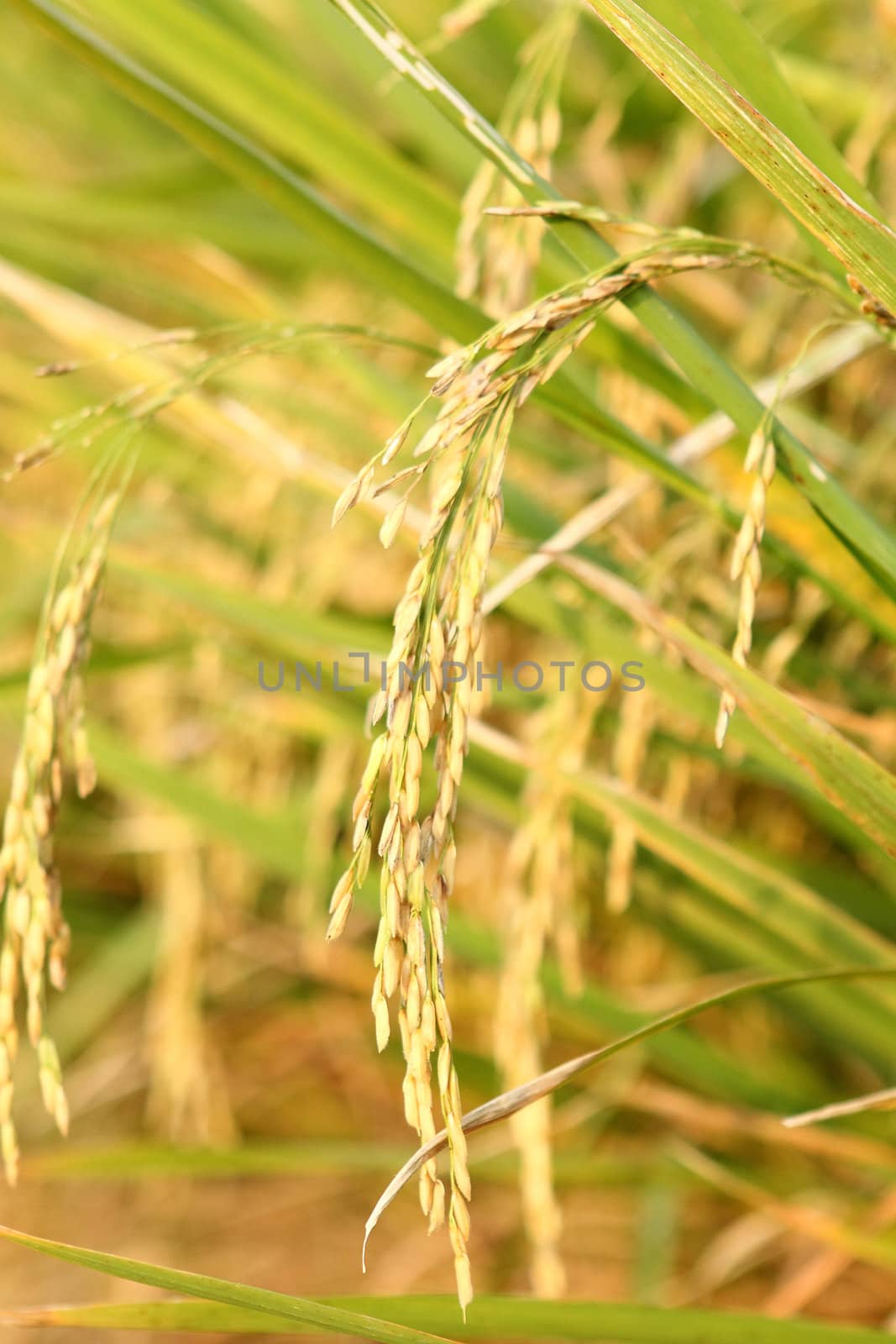 spike in thai farm rice near sunset