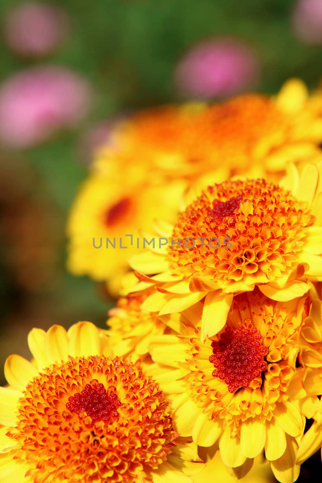 yellow flower close up at day
