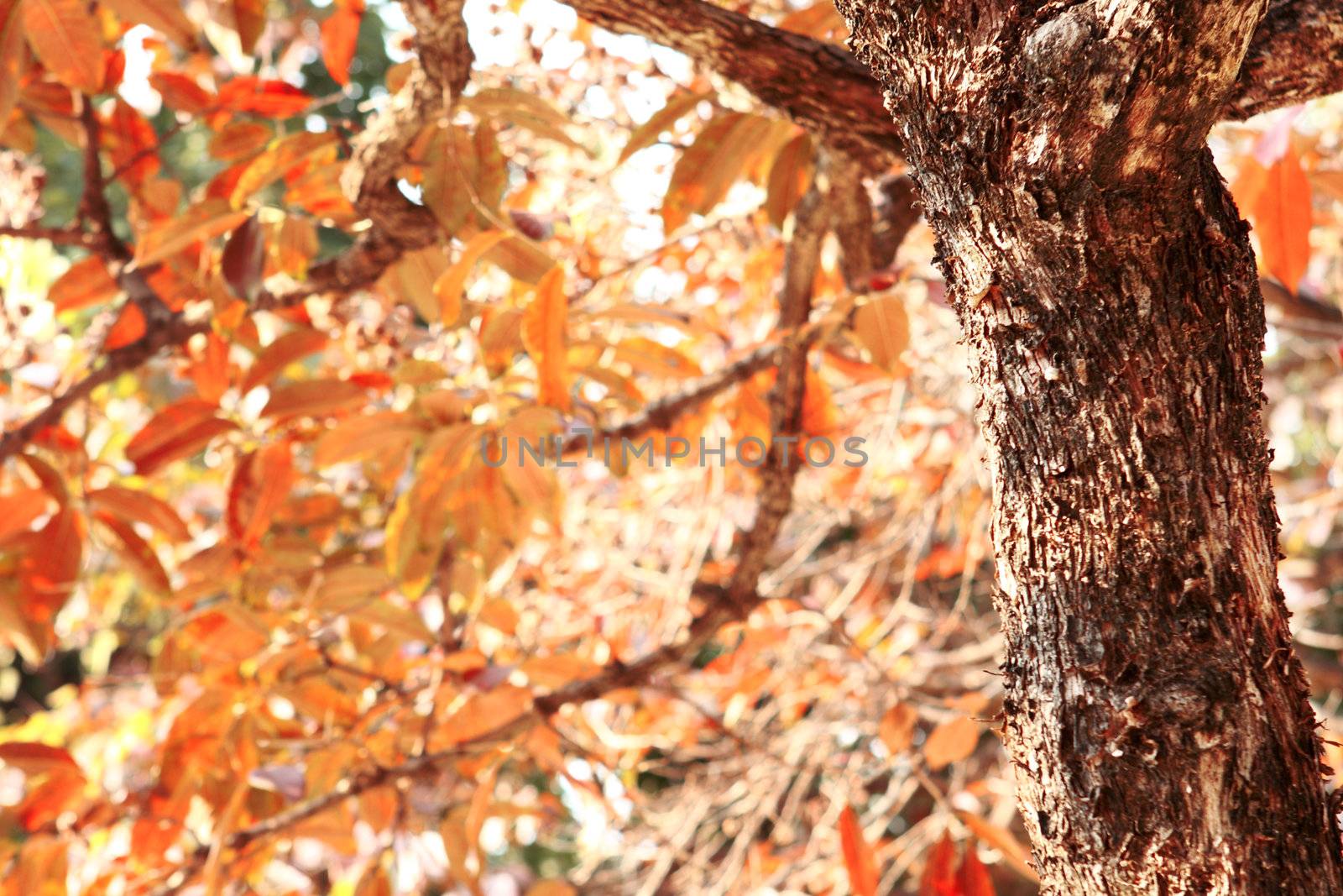 fall leaves tree close up at day