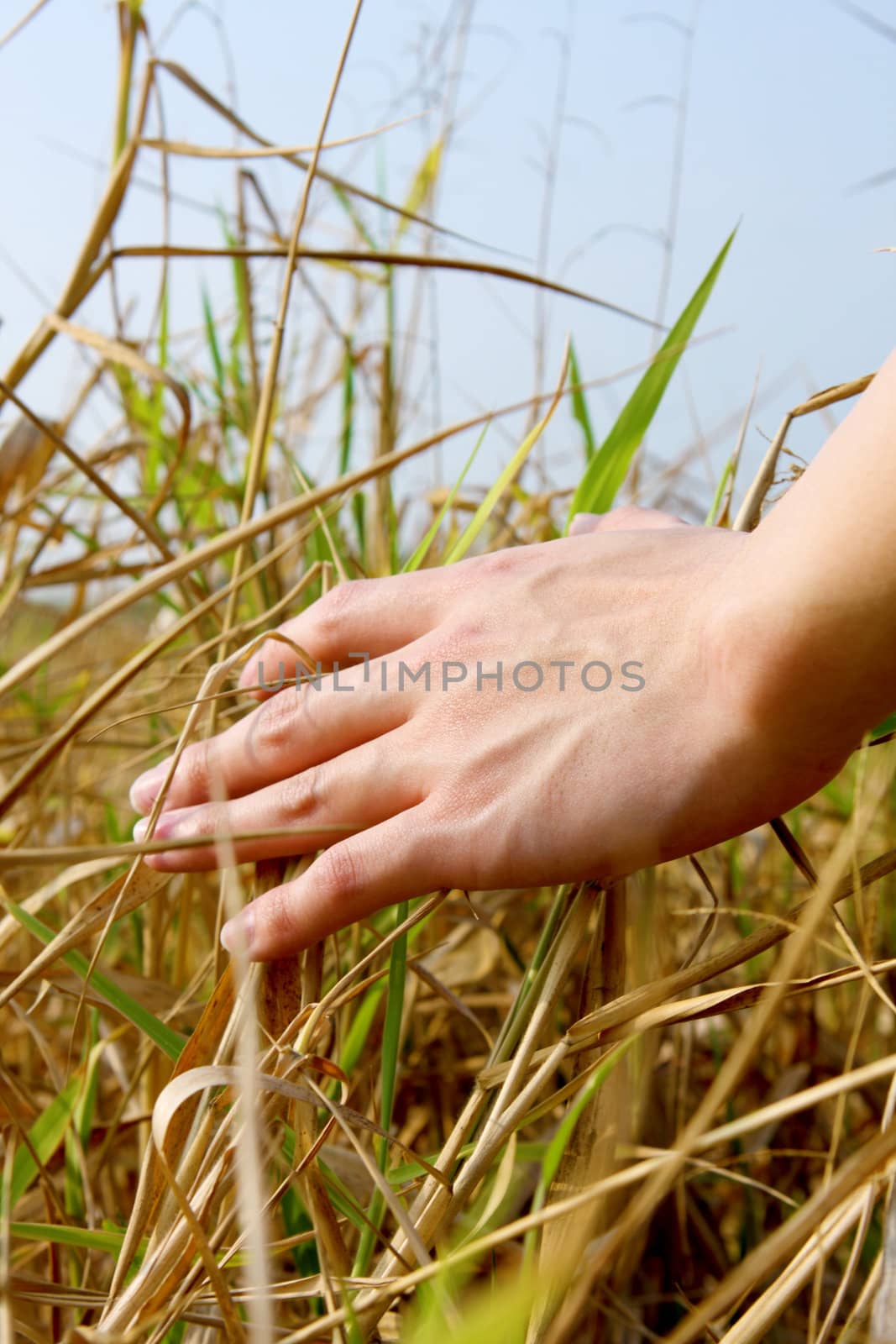 close up of a man's hand touching the grass, 'feeling nature
