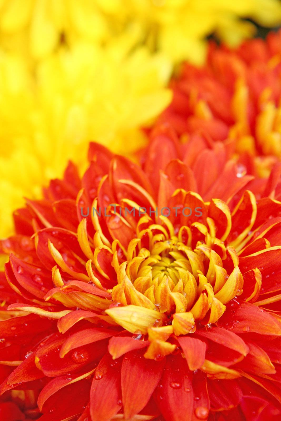 red flower background