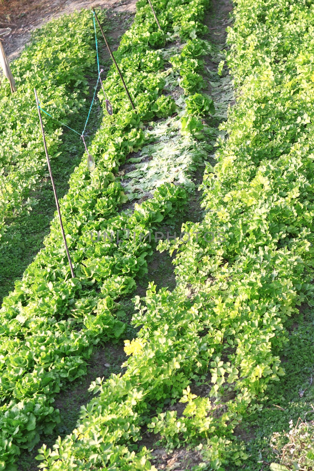 field of young green corn plants 