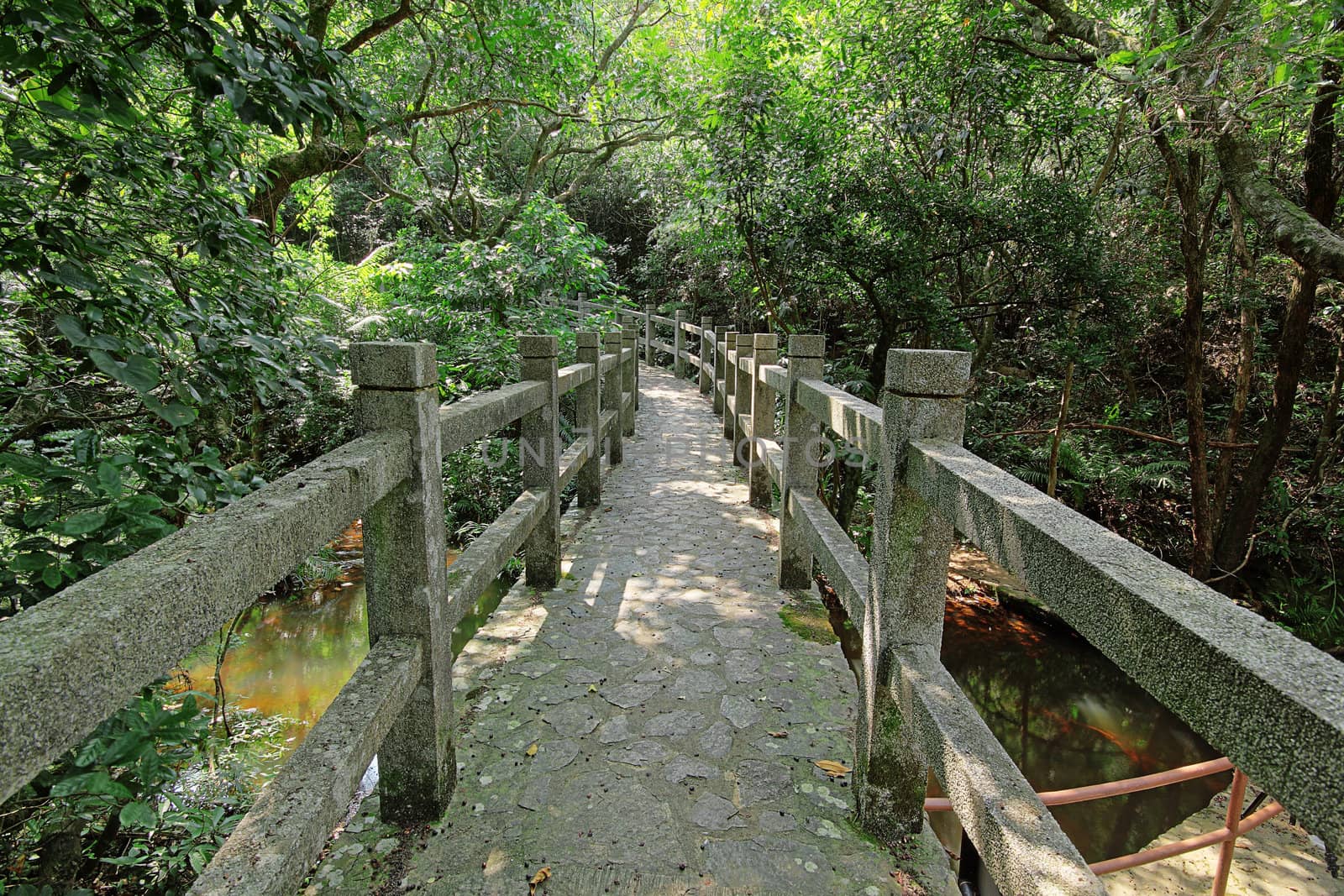 Bridge in the forest