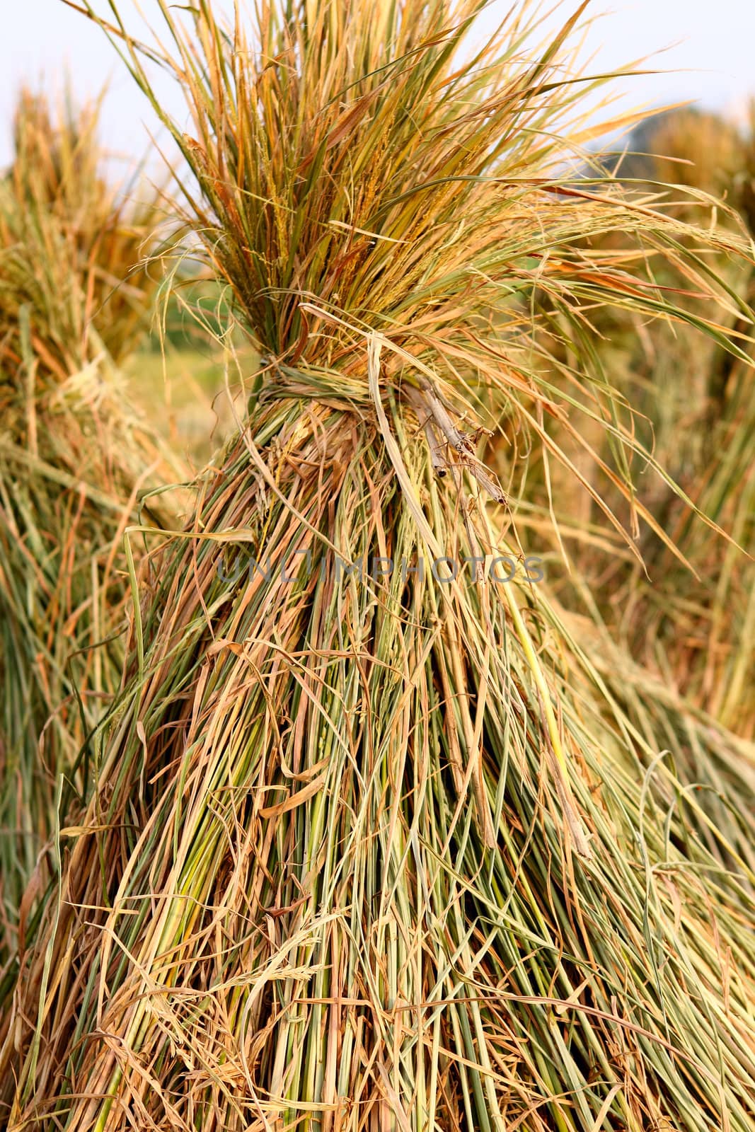 Harvest rice 