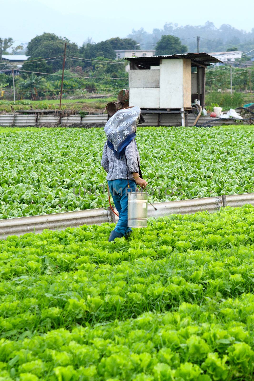 Cultivated land and farmer spraying 