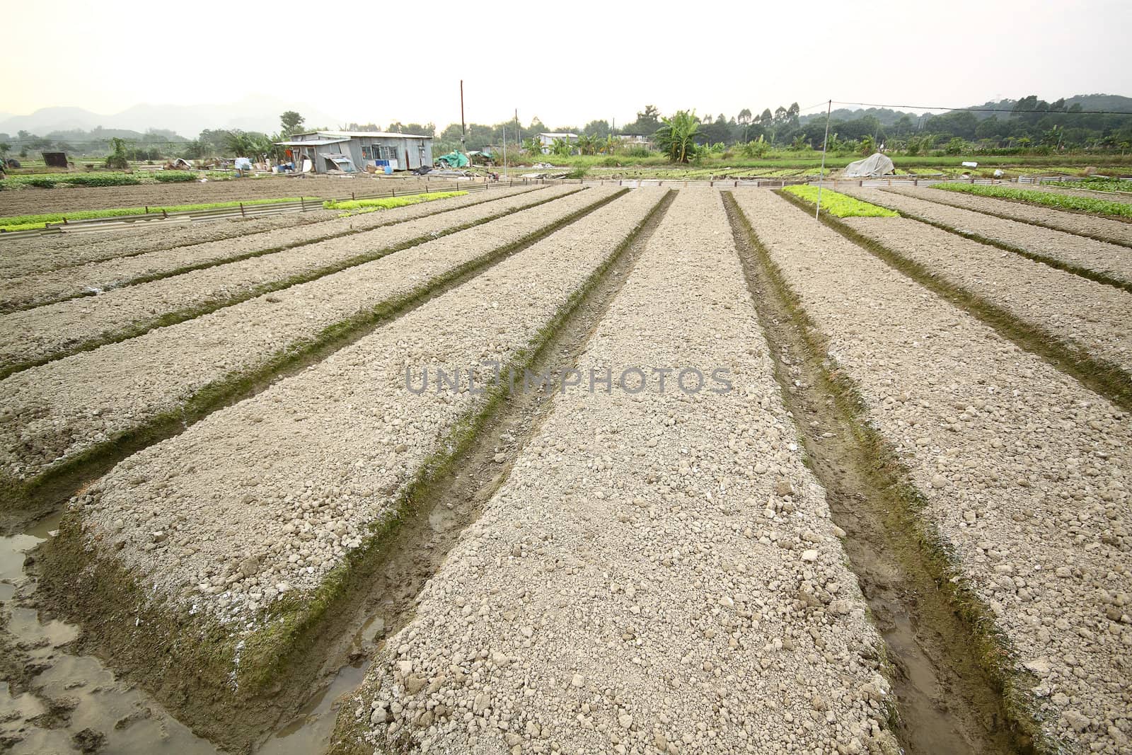 Cultivated land