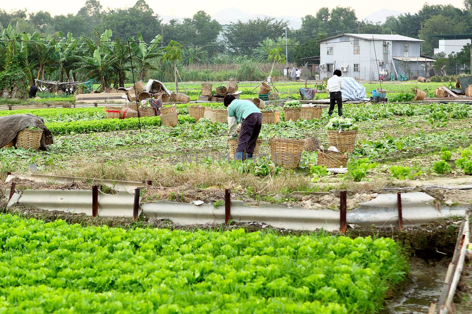 farmer working in cultivated land